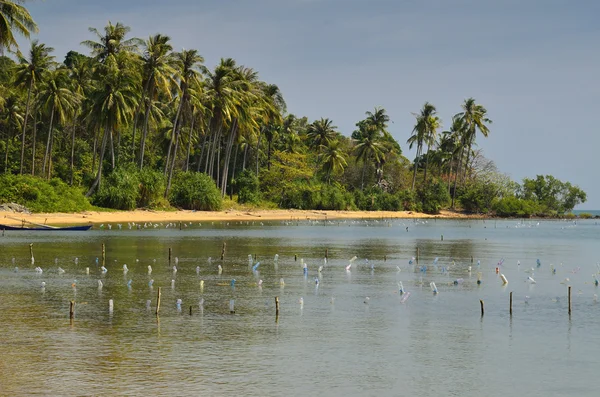 Palm boom paradijs strand van konijn eiland — Stockfoto