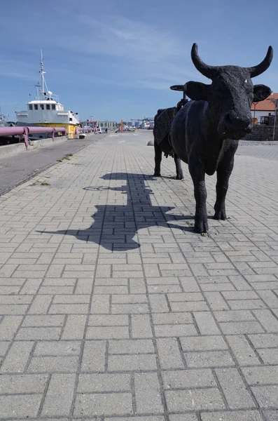 stock image Latvian black cow of Ventspils - Latvia