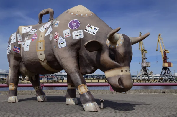 De ambulante koe op ventspils - Letland — Stockfoto