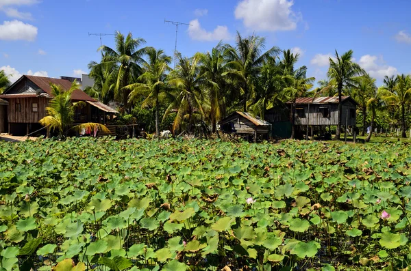 Rosa näckros trädgård i kampot - Kambodja Stockfoto