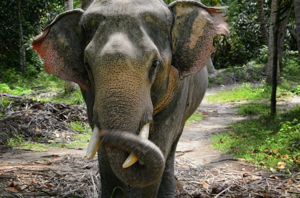 Elefante na ilha tailandesa — Fotografia de Stock
