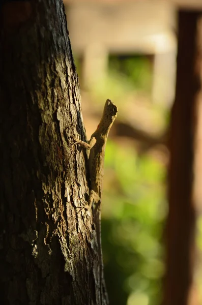 ağaca çalışan gecko