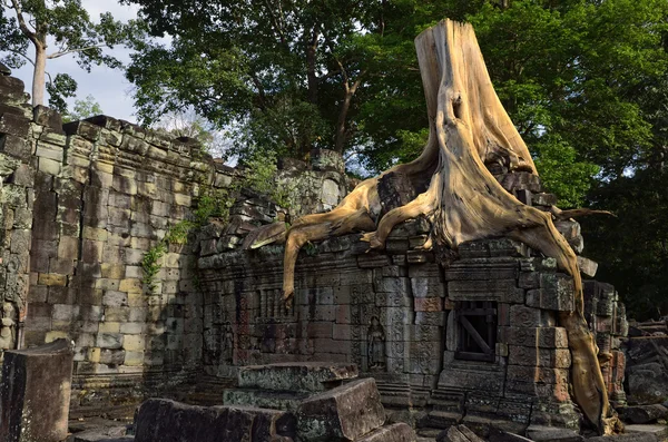 Strom na troskách chrámu angkor — Stock fotografie