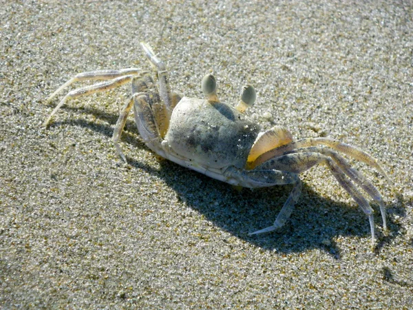 Krabbe über dem Sand — Stockfoto