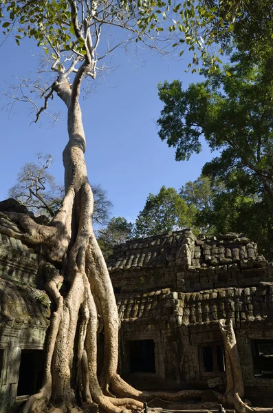 Drzewa rosnące w ta phrom świątyni — Zdjęcie stockowe