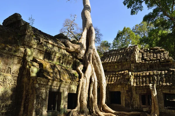 Roots at Ta Prohm temple — Stock Photo, Image