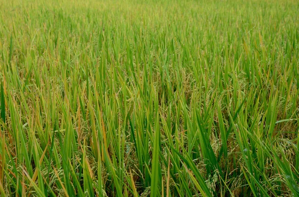 Green rice fields — Stock Photo, Image