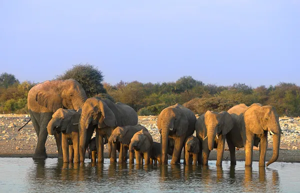 Группа слонов — стоковое фото