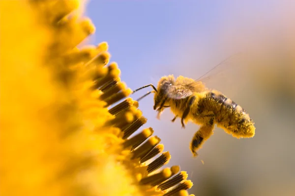 एक सनफ्लावर में एक मधुमक्खी का मैक्रो स्टॉक इमेज
