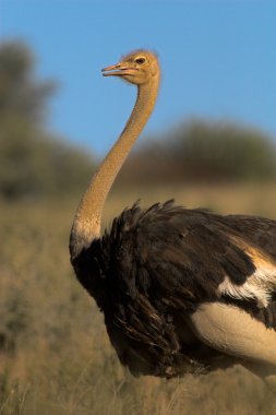 Portrait of an ostrich clipart