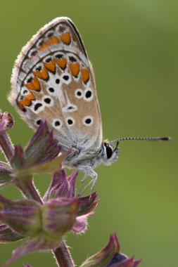 closeup ortak mavi kelebek