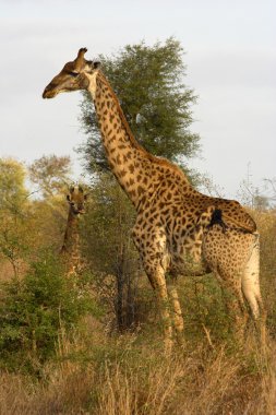 Portrait of a giraffe clipart