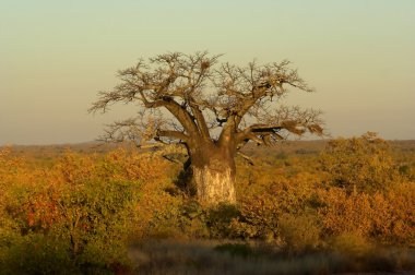 Baobab Tree clipart