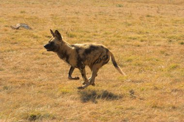 Afrika vahşi köpeği