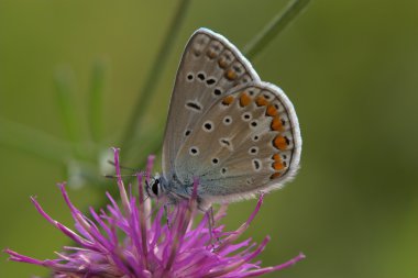 closeup ortak mavi kelebek