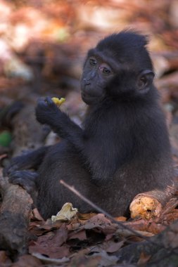 Black macaque clipart