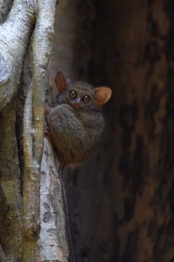 Spectral tarsier clipart