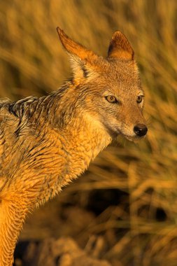 Portrait of a jackal clipart