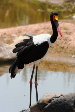 Portrait of a saddle-billed stork clipart