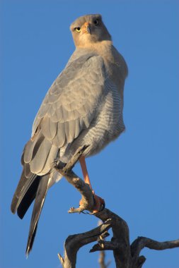 Portrait of a goshawk clipart