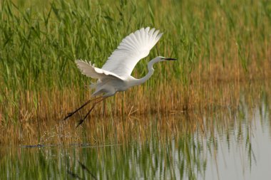 Great egret clipart