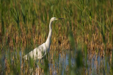 Great egret clipart