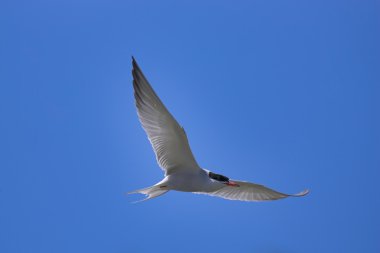 Common tern clipart