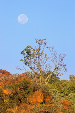 Afrika peyzaj