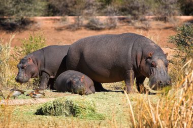 Hippo family clipart