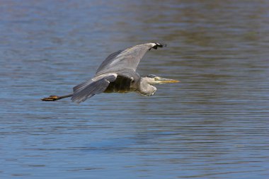 Gray heron in flight clipart