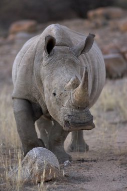 Portrait of a white rhinoceros clipart