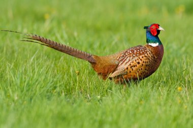 Portrait of a male pheasant clipart