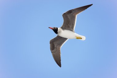 Black-headed gull in flight clipart