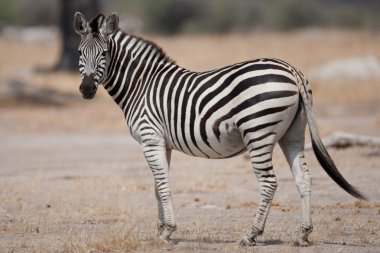 Güney Afrika vahşi bir zebra portresi.