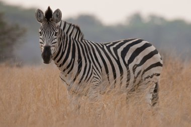 Güney Afrika vahşi bir zebra portresi.