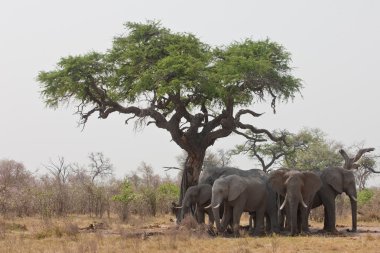 Güney Afrika vahşi filler grubu.