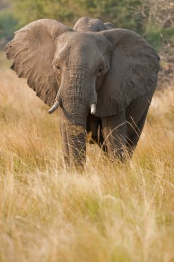 Güney Afrika vahşi bir fil portresi.