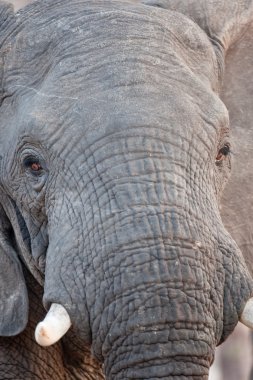 Güney Afrika vahşi bir fil portresi.