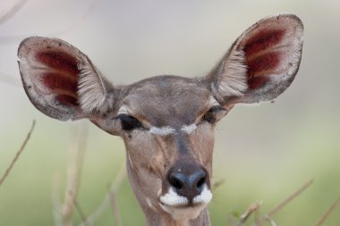 Güney Afrika'da bir kadın kudu portresi.