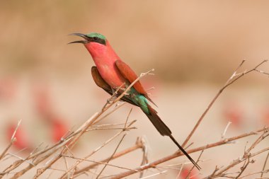 Portrait of a bee-eater in southern Africa. clipart