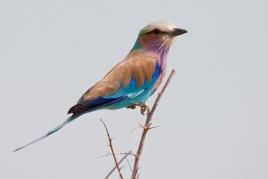 Portrait of a lilac breasted roller in southern Africa. clipart