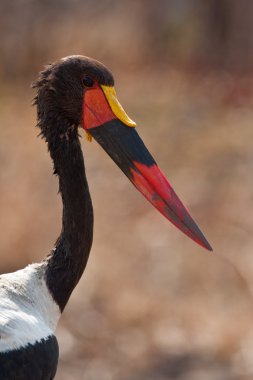 Portrait of a saddle-bill stork in southern Africa. clipart