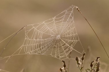 örümcek ağı çiğ tanesini tam sabah güneşin altında bırakır.