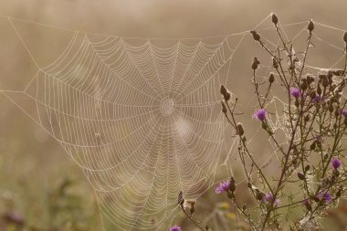 örümcek ağı çiğ tanesini tam sabah güneşin altında bırakır.