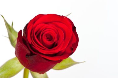 Macro shot of a red rose against a white background clipart