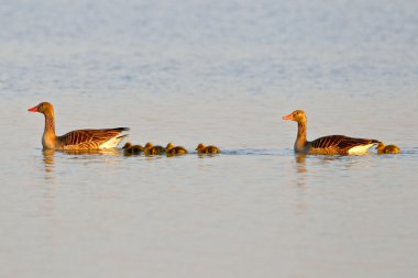 bir gölet üzerinde yüzmeye graylag kaz ailesi