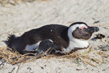 Kayalar kolonisinde Afrika penguen (spheniscus demersus)