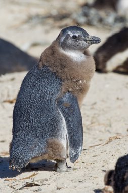 Kayalar kolonisinde Afrika penguen (spheniscus demersus)