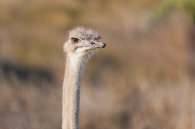 Devekuşu (struthio camelus) adlı tablo Dağı Milli Parkı