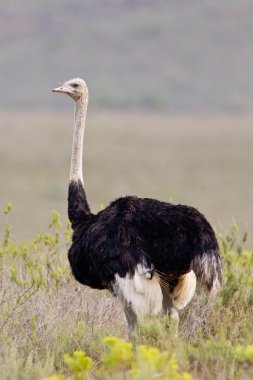 Ostrich (struthio camelus) at the Bontebok National Park clipart